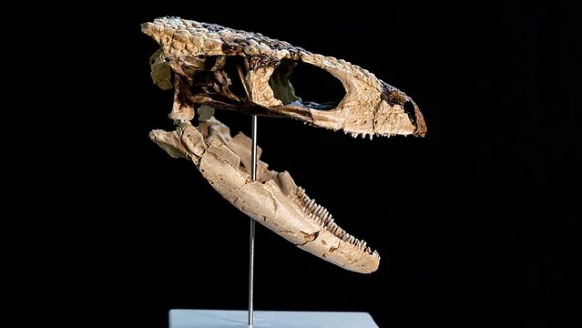 Tesoro en la Patagonia: descubren un pequeño reptil de 70 millones de años y lo reconstruyen en 3D